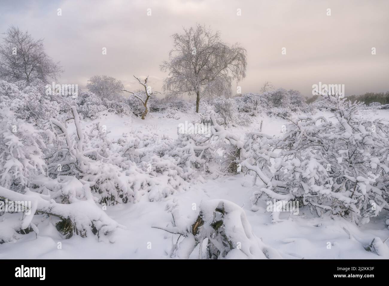Paesaggio invernale nelle dune. Strato bianco con neve sopra la sabbia e gli alberi Foto Stock