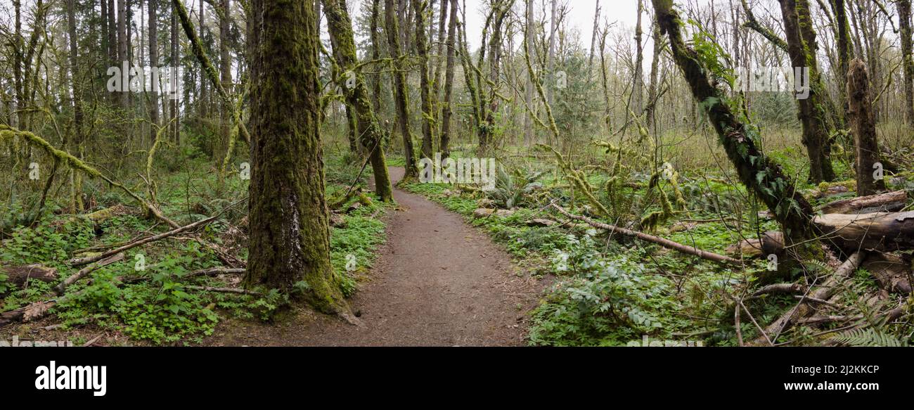 Un sentiero escursionistico si snoda attraverso una foresta antica situata vicino a Portland, Oregon. Queste belle foreste temperate offrono una miriade di habitat per entrambe le flora Foto Stock