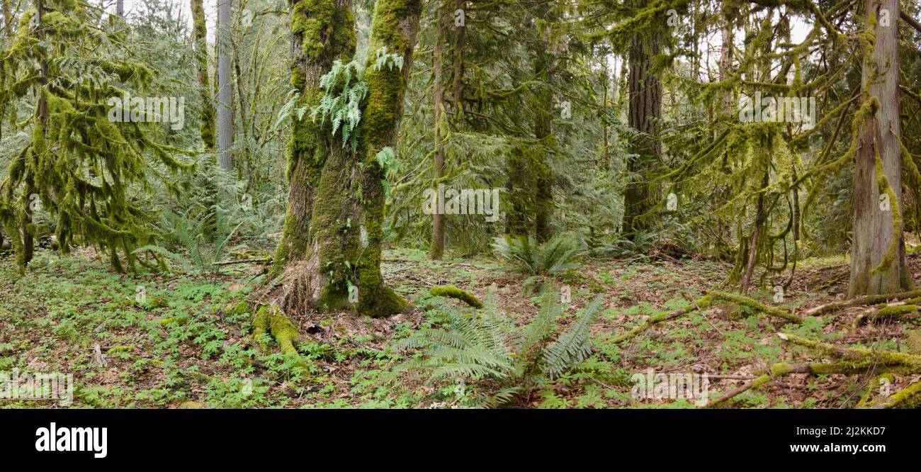 Muschi e altri lussureggianti crescita epifitica ricoprono la squisita foresta pluviale a crescita antica trovata nei pressi di Mount Hood, Oregon. Queste foreste sono molto biodiverse. Foto Stock