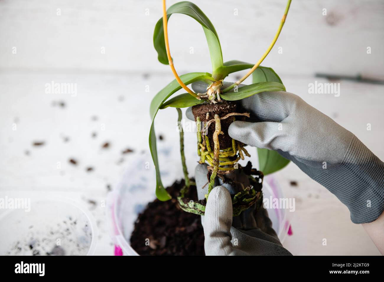 Mani che tengono il vaso trasparente per orchidee e falaenopsis pianta  orchidea prima di potare. Primo piano per la repotenza Foto stock - Alamy