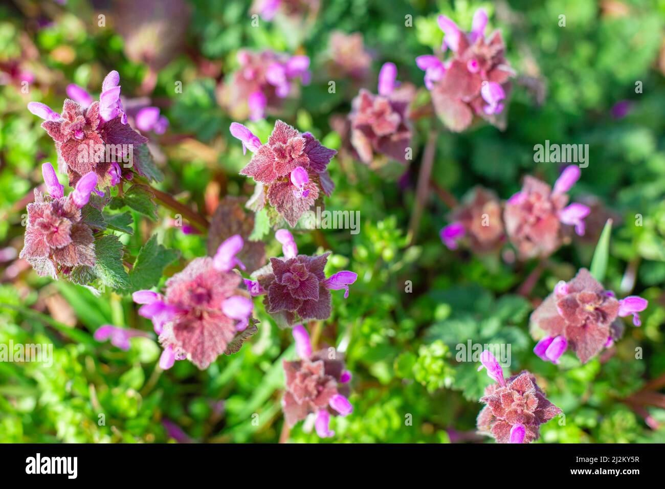 fiore di ortica morta, piccoli fiori viola e foglie di cremisi su sfondo verde. Foto Stock
