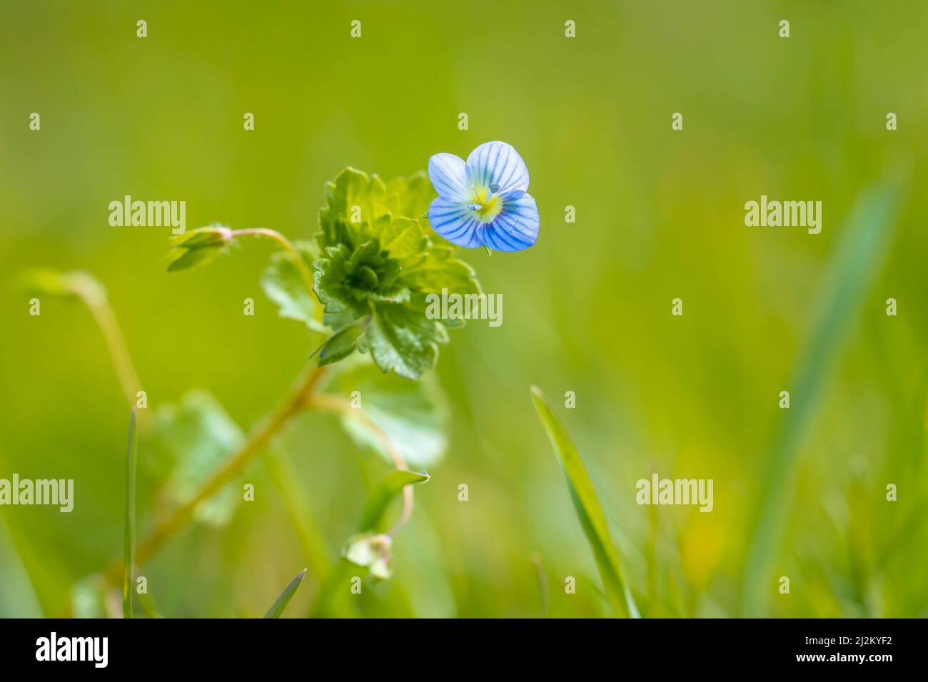 Primo piano di Veronica persica, petali blu dei fiori speedwell che fioriscono durante la stagione primingtime. Foto Stock