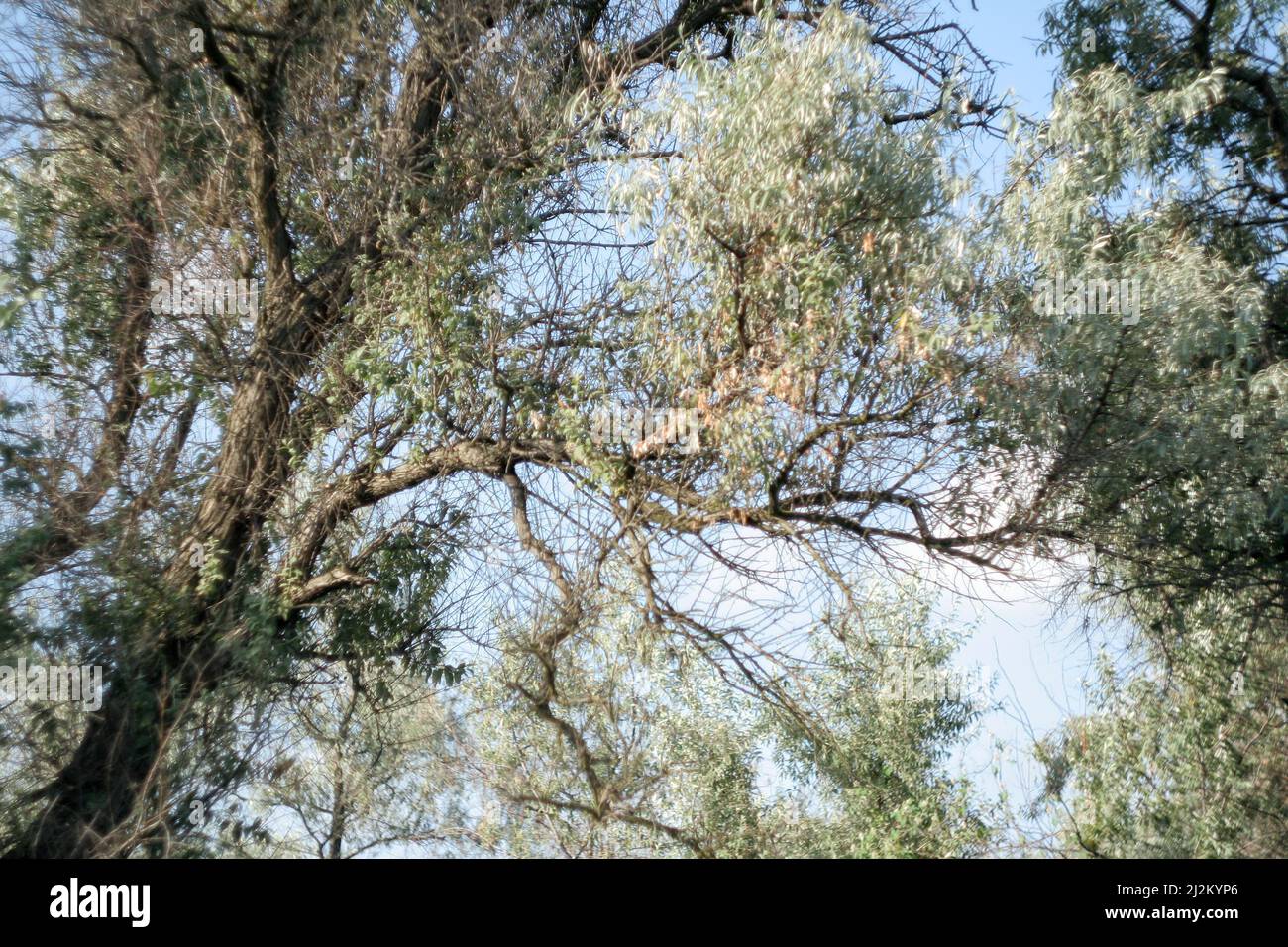 Un magnifico sfondo fatto della corona di un enorme albero di Loch d'argento con pezzi di cielo blu che sbuccia attraverso le foglie. Albero Elaeagnus angustifolia Foto Stock