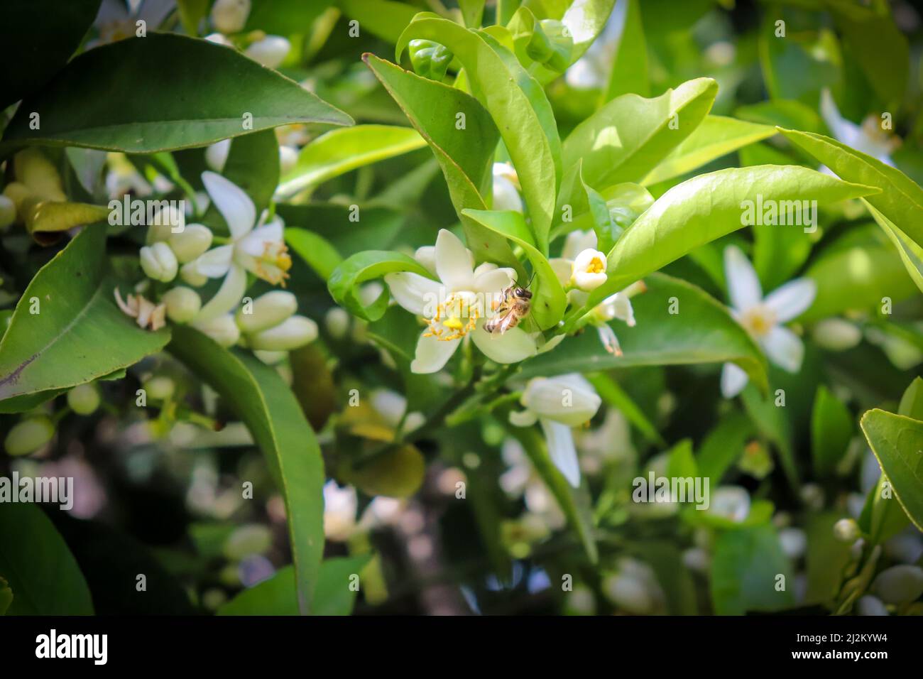 Ape intorno fiori d'arancio. La fioritura arancione sul ramo dell'albero apre nuove gemme. Foto Stock