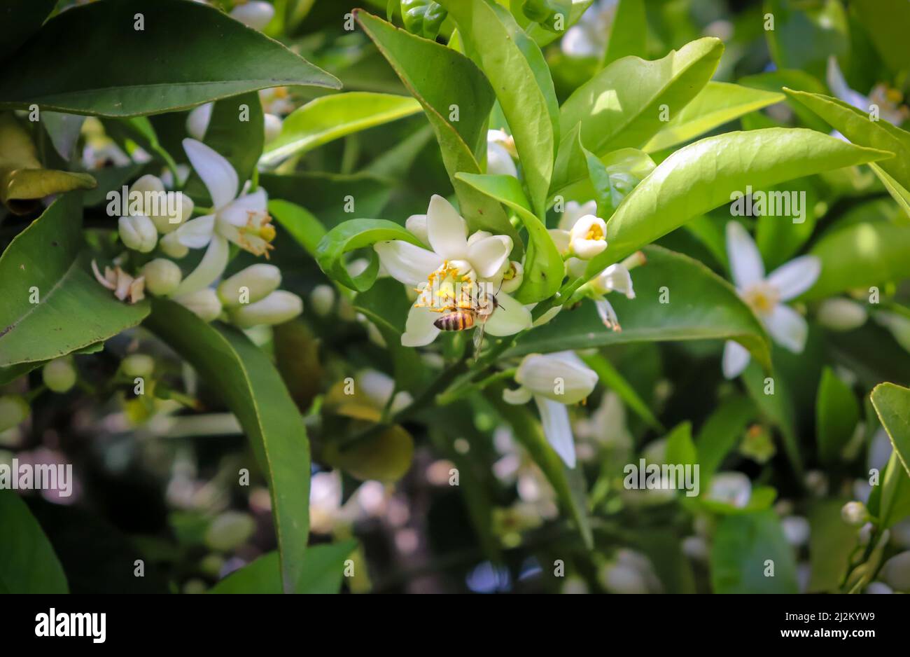 Ape intorno fiori d'arancio. La fioritura arancione sul ramo dell'albero apre nuove gemme. Foto Stock