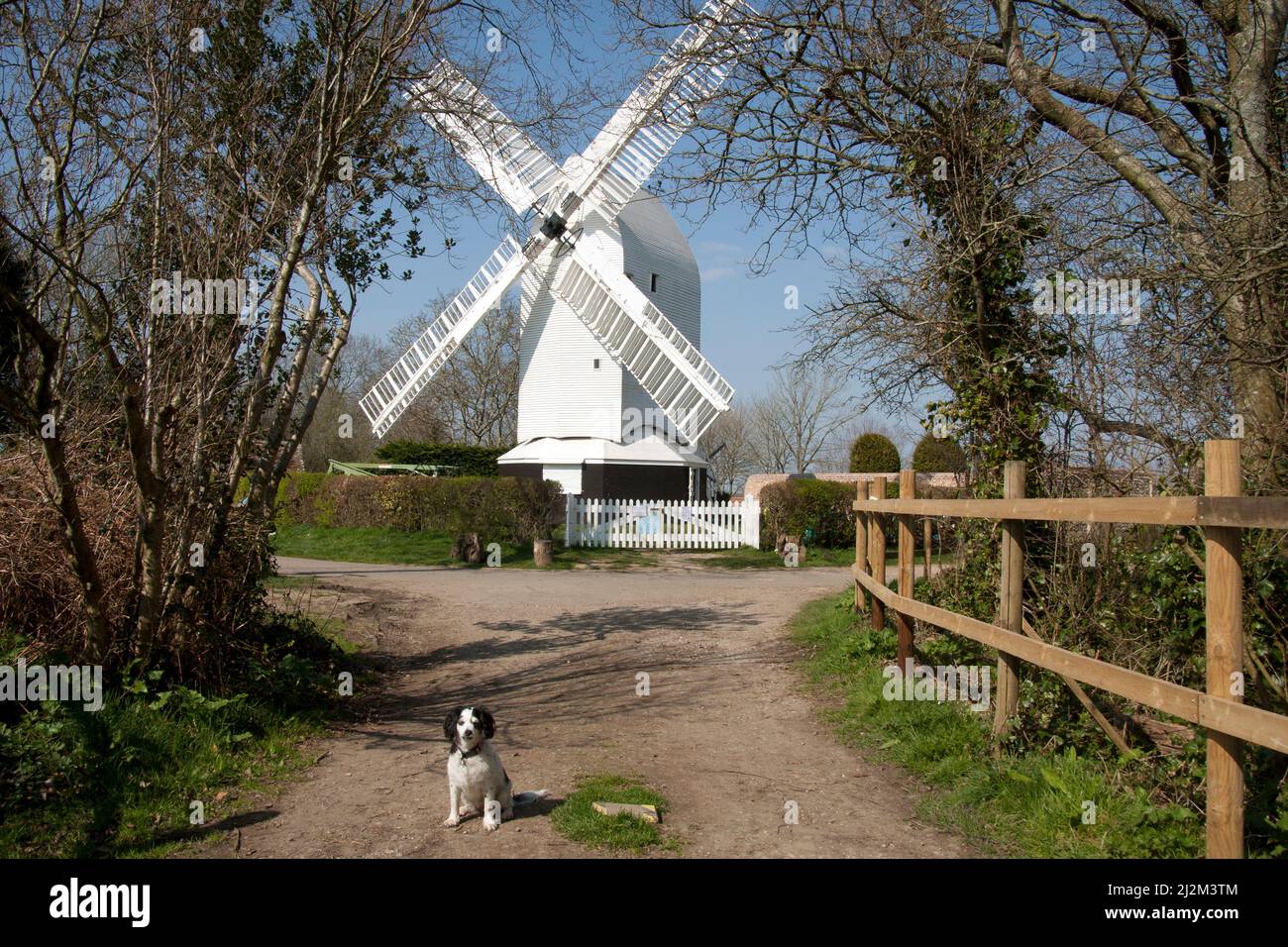 Cane Cockerpoo seduto sul sentiero che porta a Oldland restaurato post Mill, Keymer, Hassocks, West Sussex, Inghilterra [2022] Foto Stock