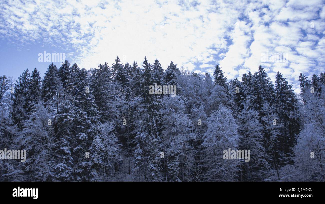 Un bel colpo di alti alberi bianchi innevati in una foresta Foto Stock Un bel colpo di alti alberi bianchi innevati in una foresta Foto Stock