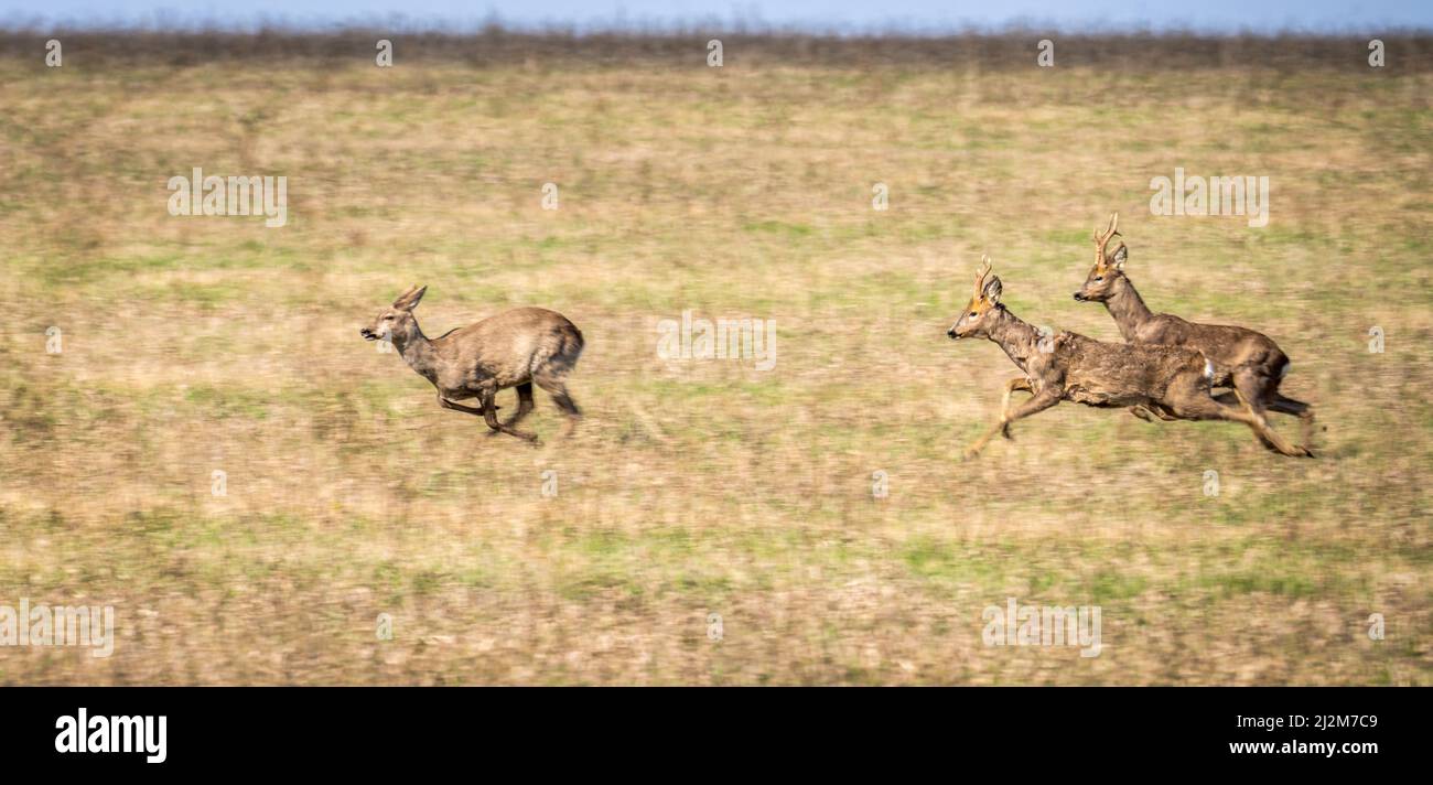 I cervi selvatici saltano molto velocemente attraverso il campo Foto Stock