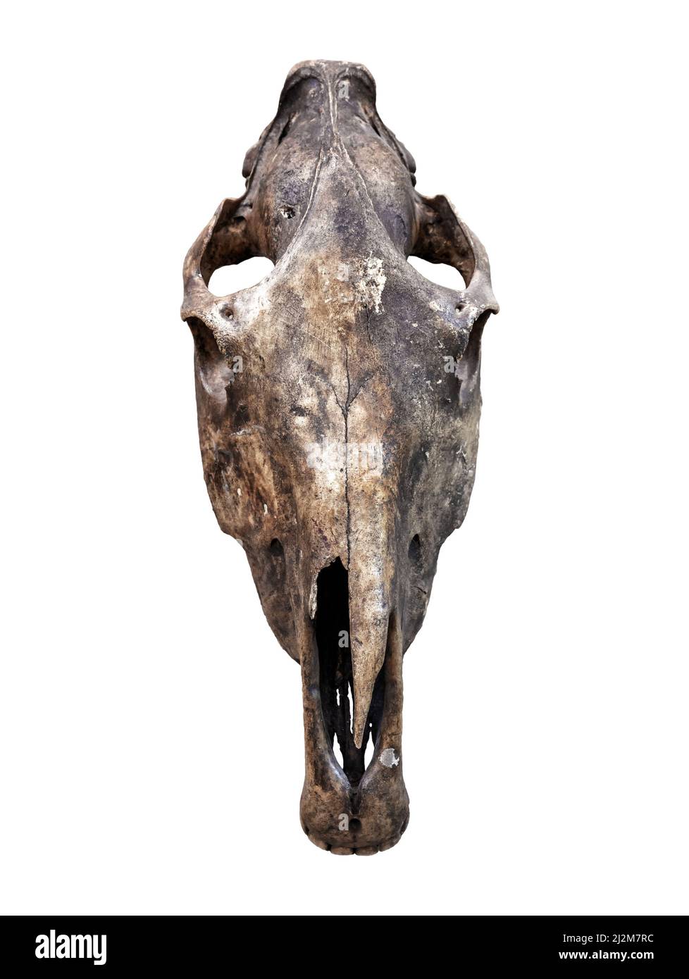 Cranio di animale estinto isolato su sfondo bianco, vista frontale di scheletro spaventoso cranio, vecchia testa reale. Concetto di resti, Satana, trofeo di caccia, fo Foto Stock