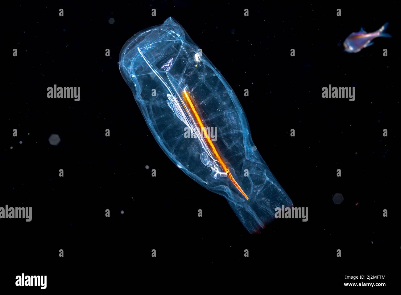 Questo tunicato pelagico o salpa, Salpa aspera, fa parte della famiglia Salpidae di animali gelatinosi. Yap, Micronesia. Sparato in un'immersione blackwater un miglio Foto Stock