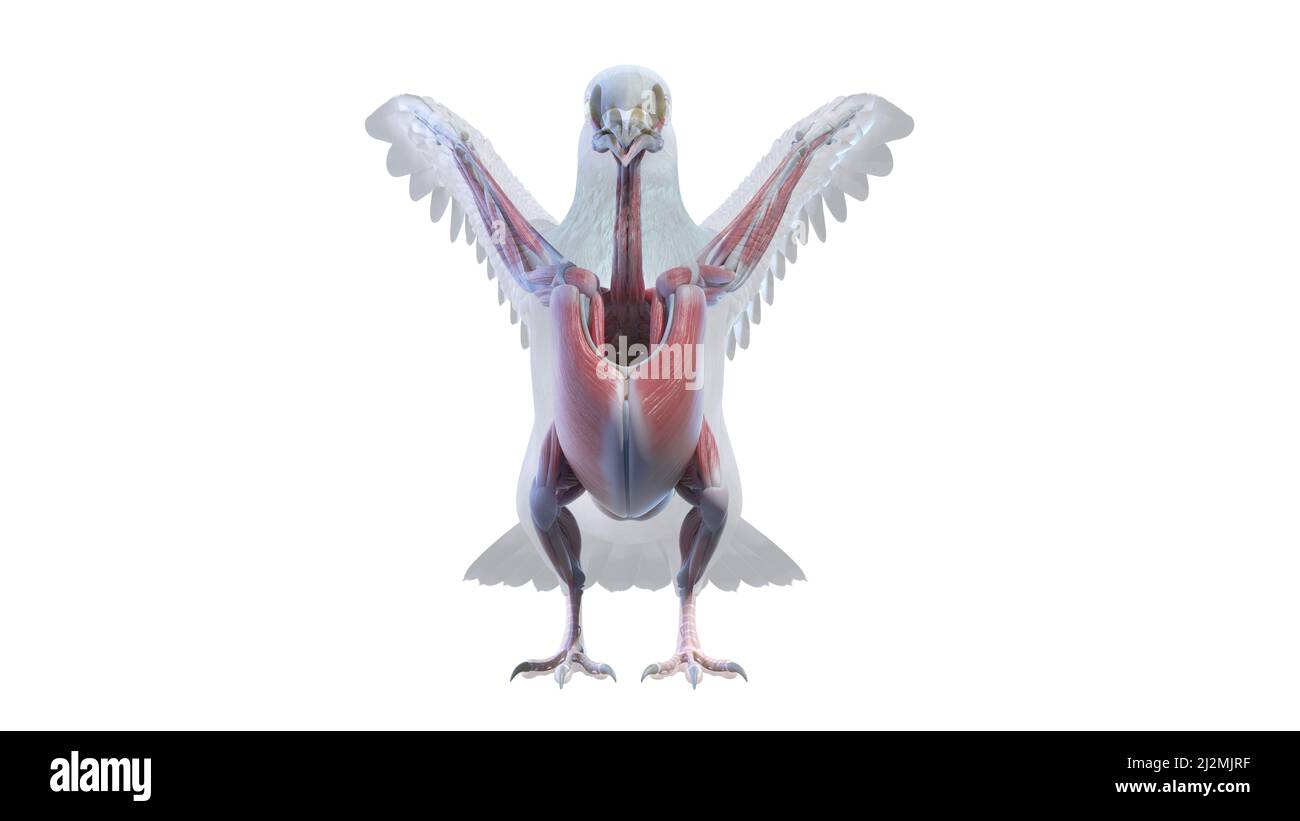 Anatomia del muscolo Pigeon, illustrazione Foto Stock
