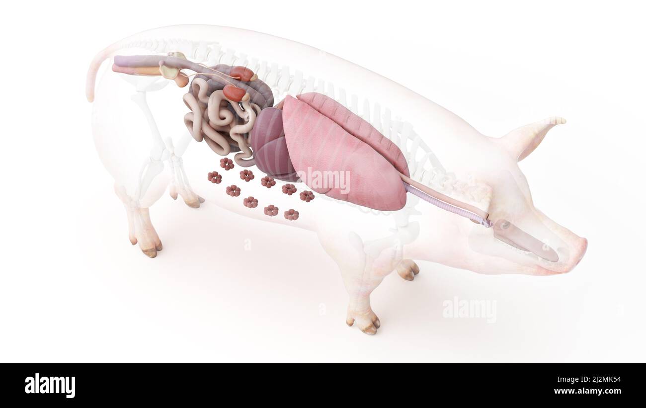 Anatomia del maiale, illustrazione Foto Stock