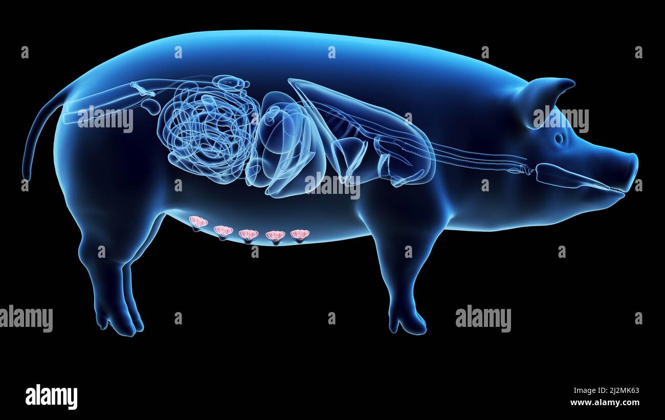 Ghiandole mammarie di maiale, illustrazione Foto Stock