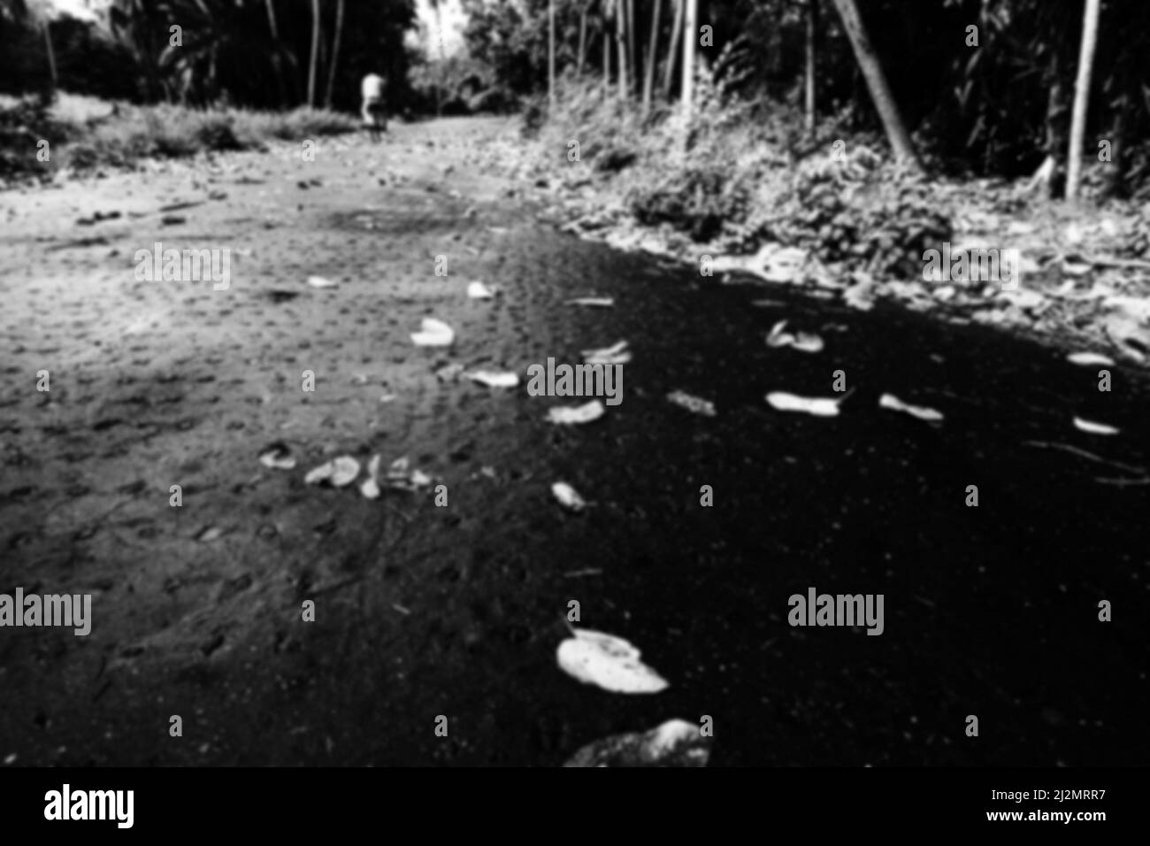 Immagine offuscata di Dry l;le gronde caddero sulla corsia passando attraverso gli alberi , sfondo naturale bianco e nero. Howrah, Bengala Occidentale, India. Foto Stock