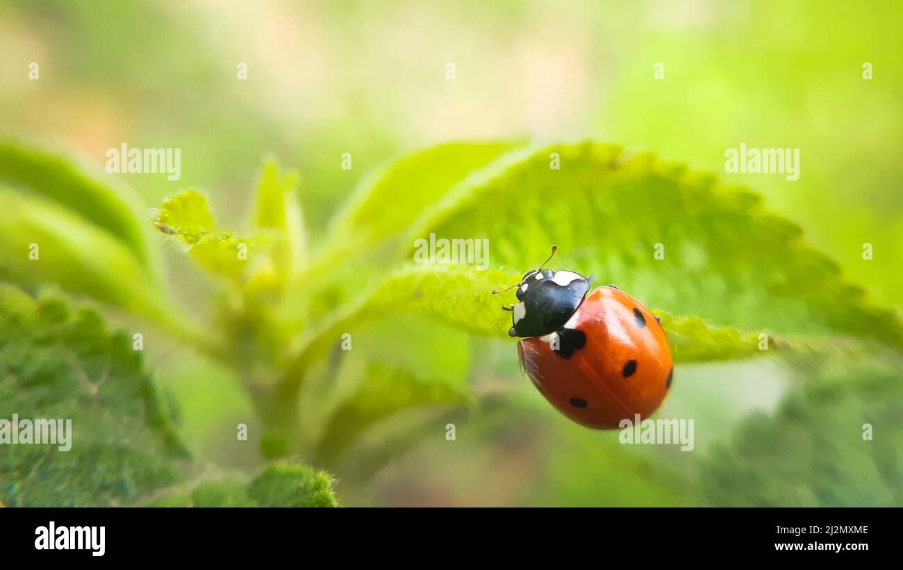 Primo piano di sette ladybug macchiato Foto Stock