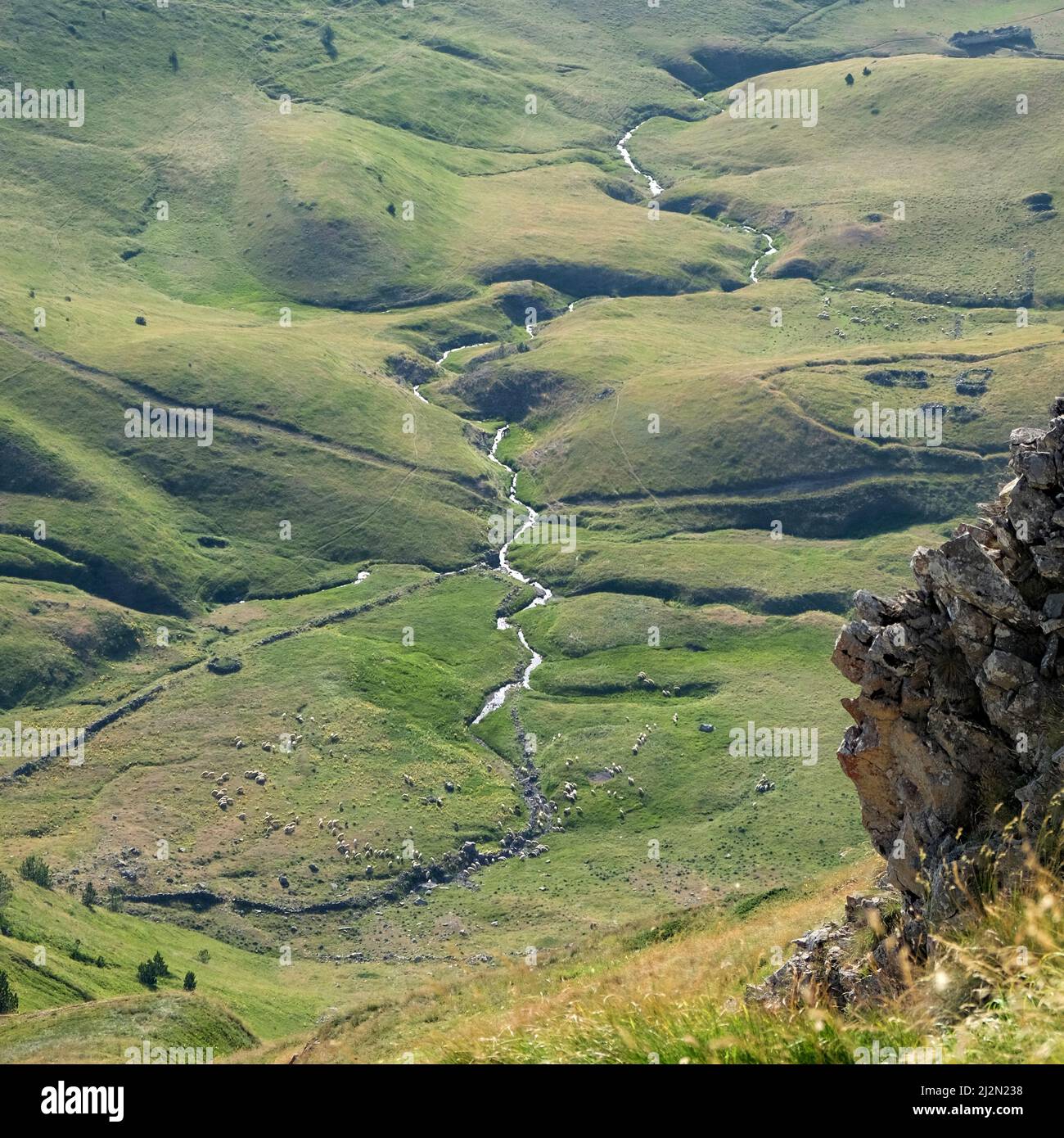 Scena pastorale di alto livello con torrente tortuoso e gregge di pecore nel Parco Prokletije, Montenegro Foto Stock