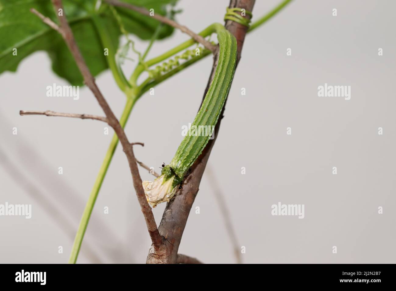 Primo piano la foto del frutto di una luffa è piantata sulla vite della luffa Foto Stock