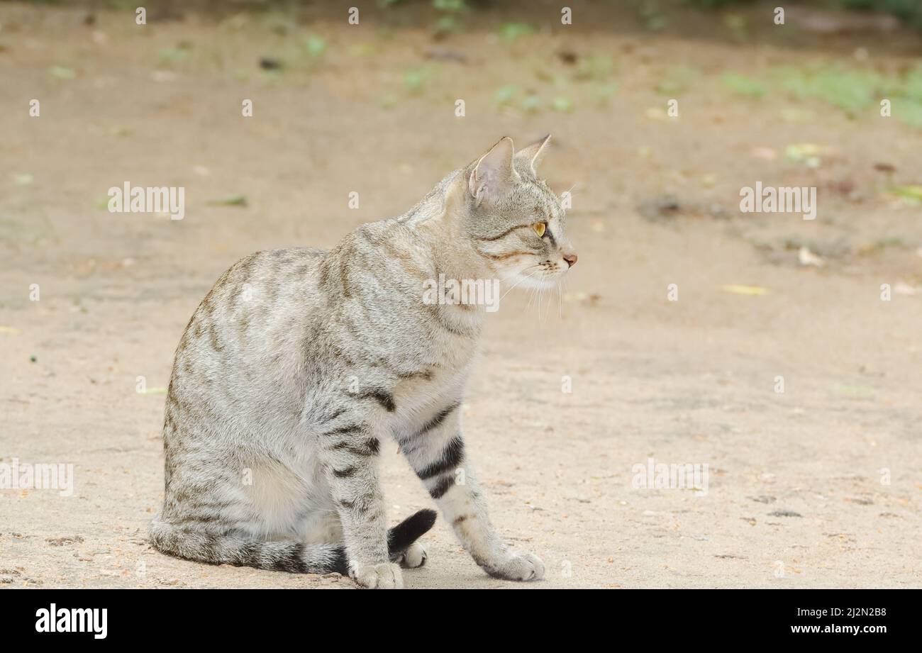 Primo piano di una foto di un gatto tabby seduto da solo sulla terra Foto Stock