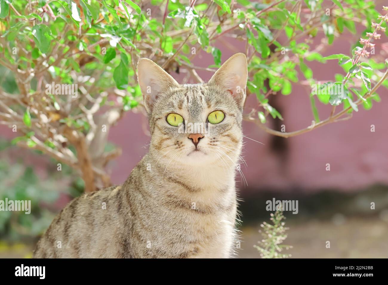 Primo piano di una foto di un gatto tabby che guarda in alto vicino sfondo di pianta sfocata Foto Stock