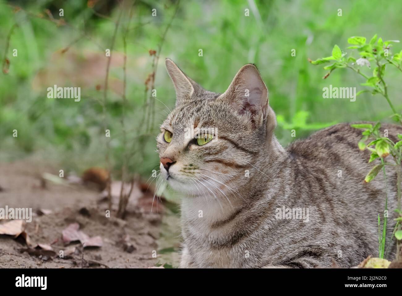 Primo piano foto di un gatto tabby seduta Solitude in giardino con sfondo sfocato di erbe verdi nel parco Foto Stock