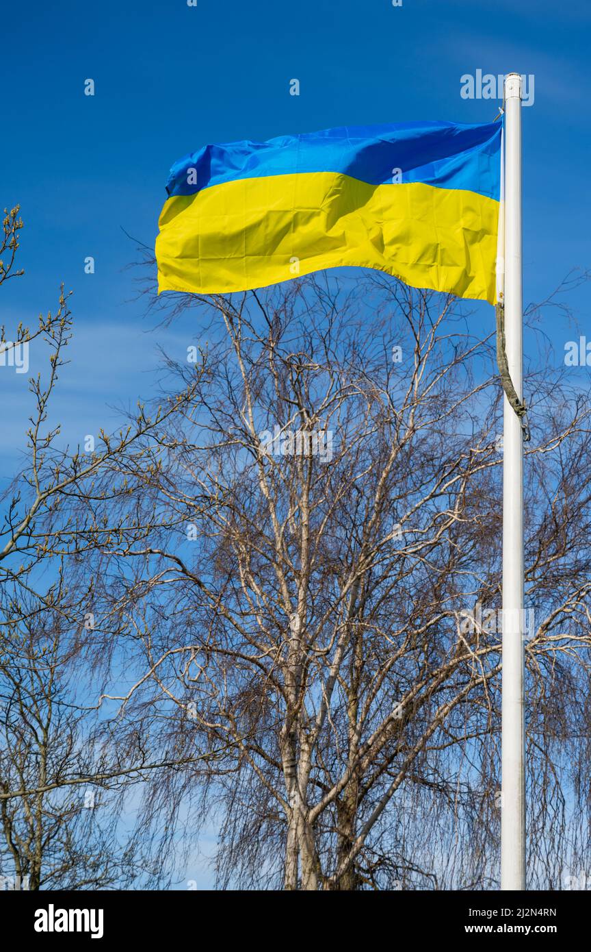 Bandiera dell'Ucraina o bandiera Ucraina che vola contro il cielo blu in Inghilterra, Regno Unito, per mostrare sostegno alla popolazione dell'Ucraina nella guerra Ucraina della Russia. Foto Stock