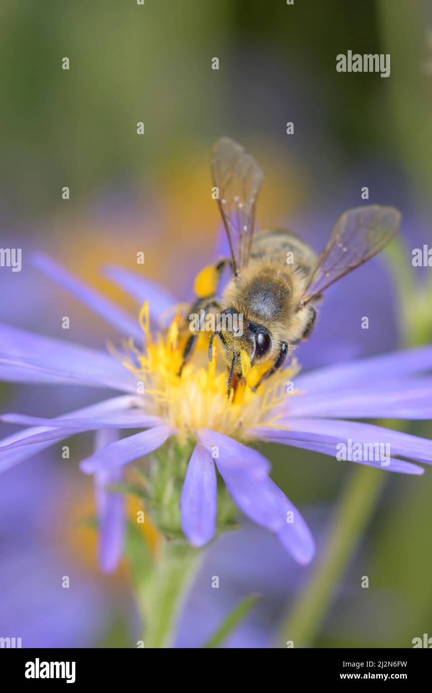 Ape - Apis mellifera - impollina un fiore di riso bottoni astro o - stucchi astro - Symphyotrichum dumosum Foto Stock