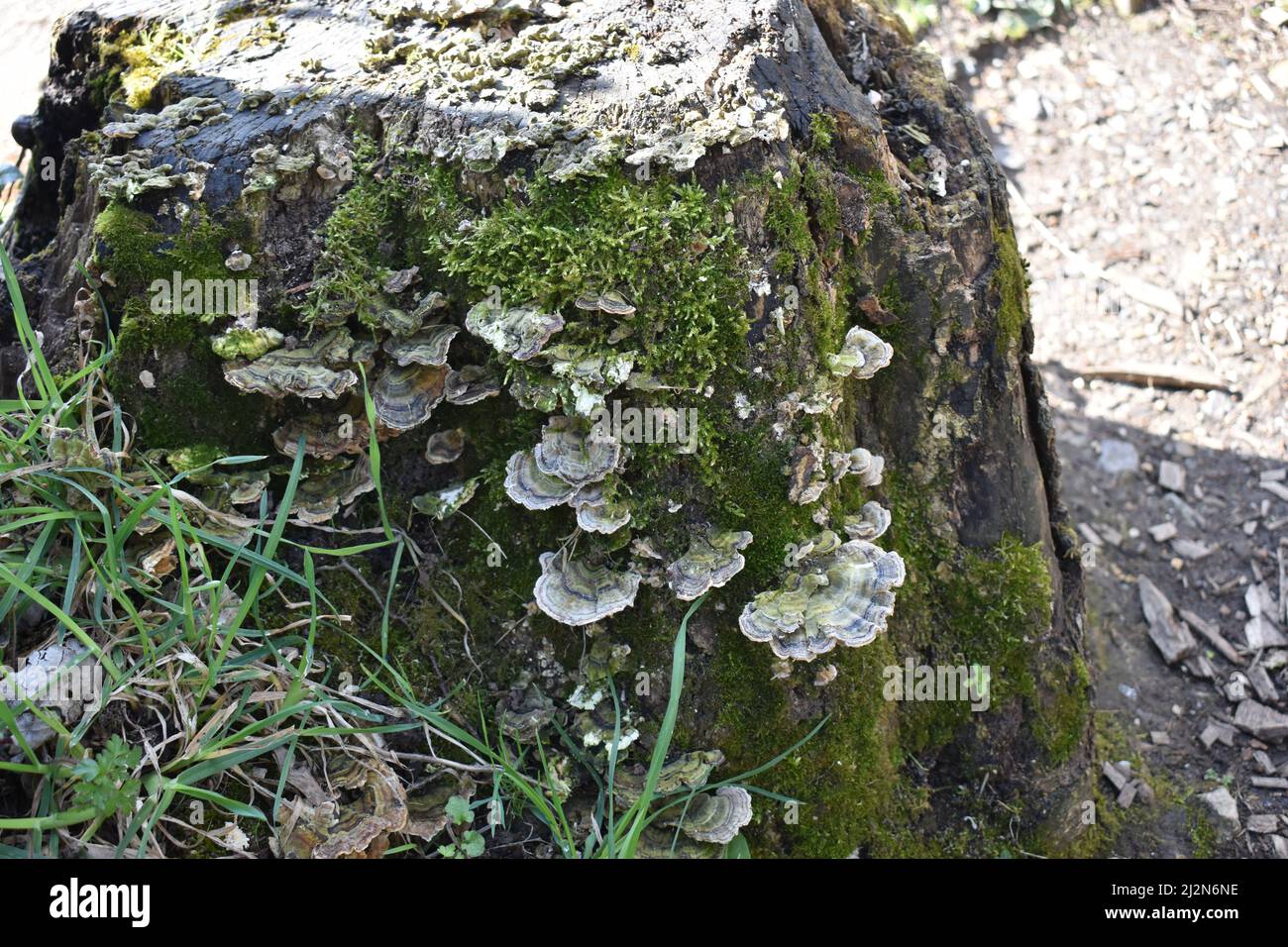 Fungi da ripiano Turkeytail (Trametes versicolor) su un ceppo di albero. Si tratta di un fungo multicolore con un bordo ondulato. Foto Stock