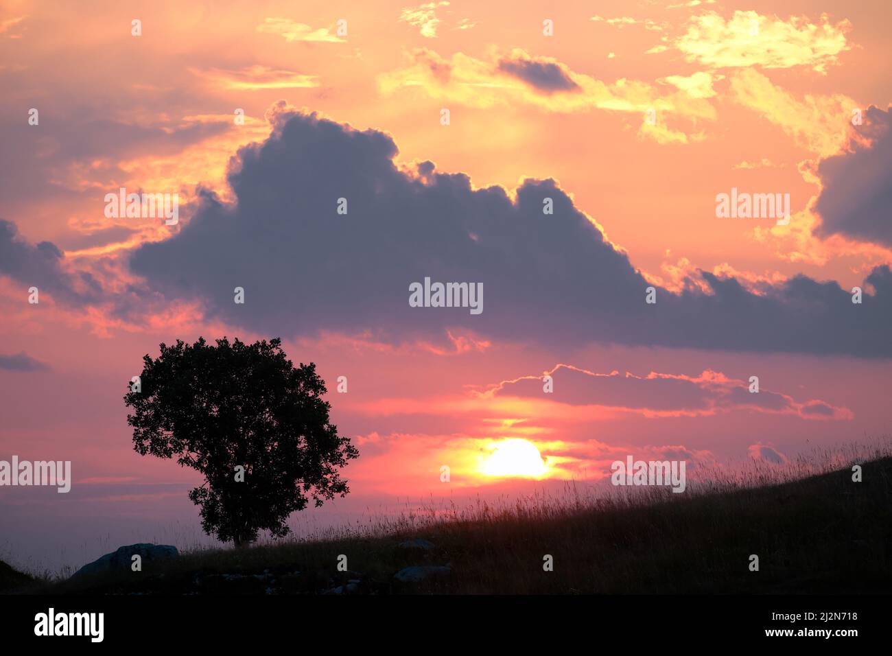 Silhouette albero agaista cielo colorato con le nuvole al tramonto, Montenegro Foto Stock