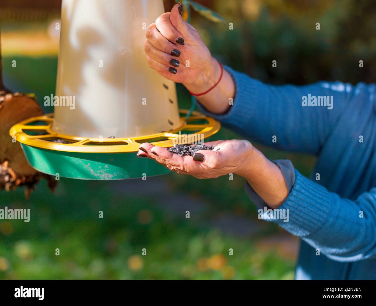 donna versare semi di girasole in un alimentatore di uccelli, colpo all'aperto Foto Stock