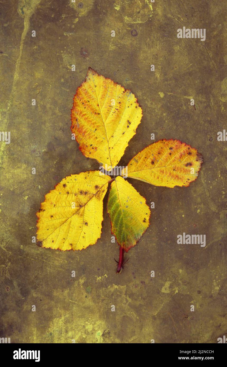 Stelo di foglie di mora o bramble o Rubus frutticosus che girano autunnale giallo e rosso giacendo su metallo opacizzato Foto Stock