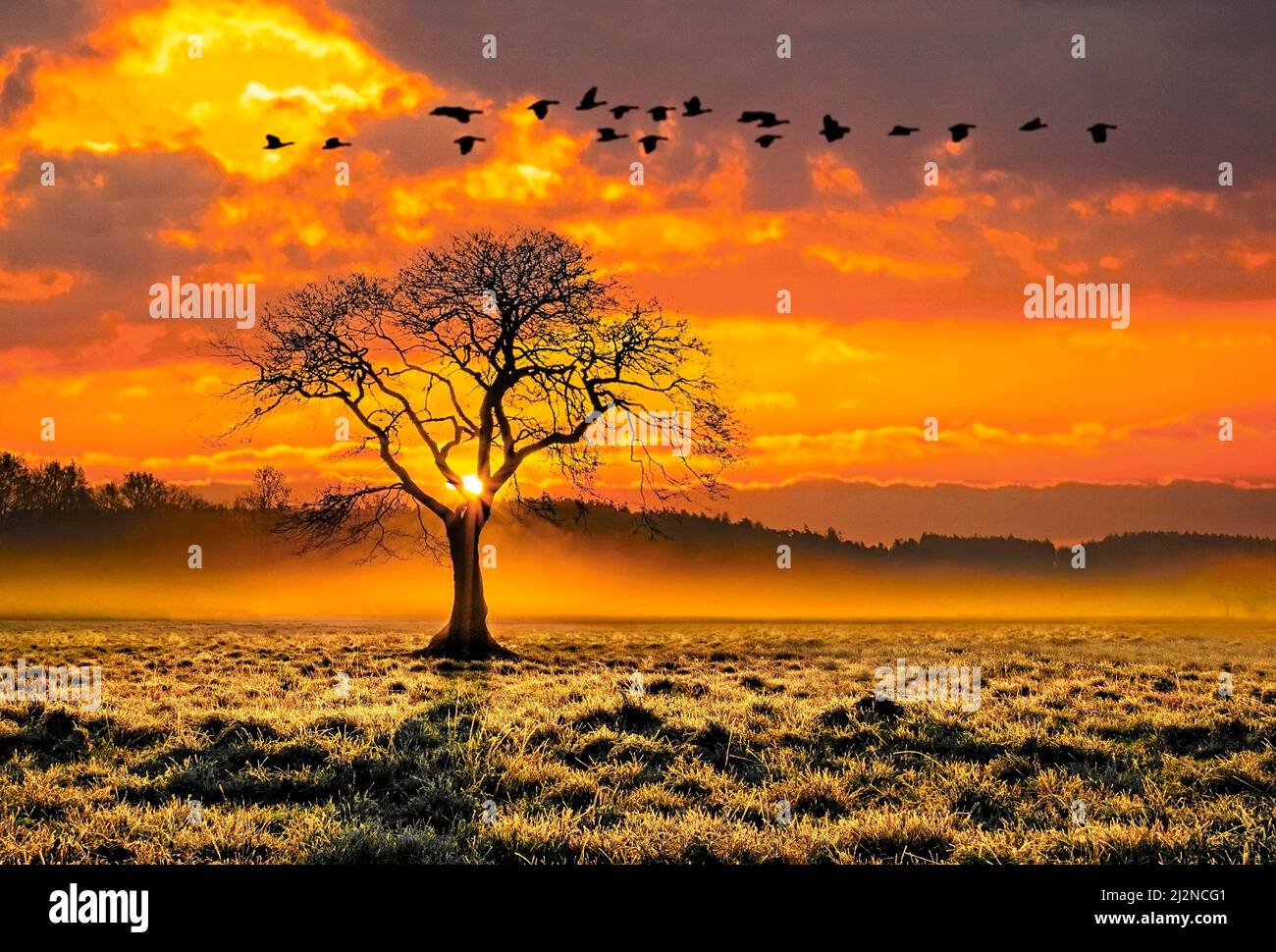 Simbolo di rinascita immagini e fotografie stock ad alta risoluzione - Alamy