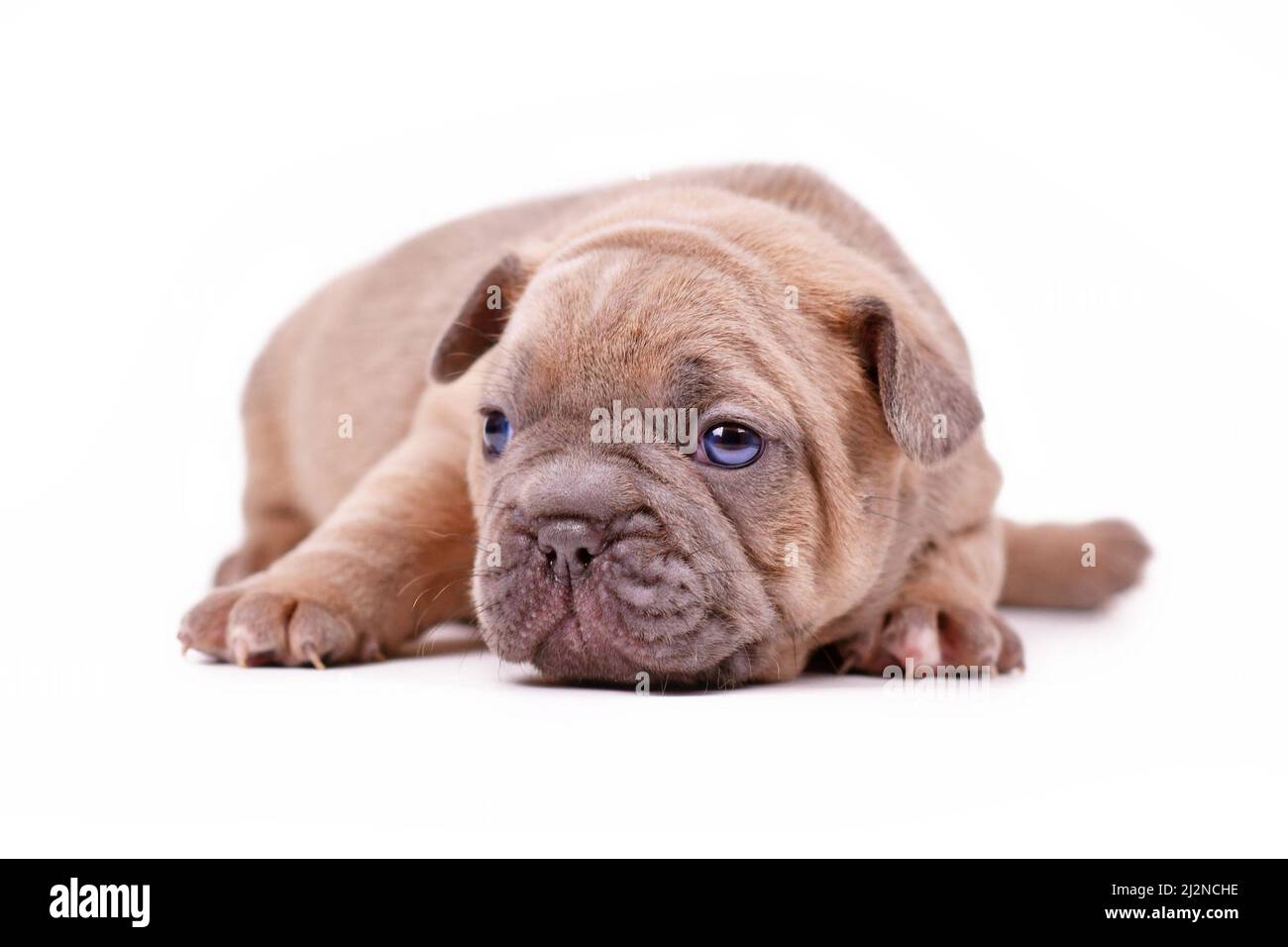 Giovane cucciolo di cane Bulldog di colore blu su sfondo bianco Foto Stock
