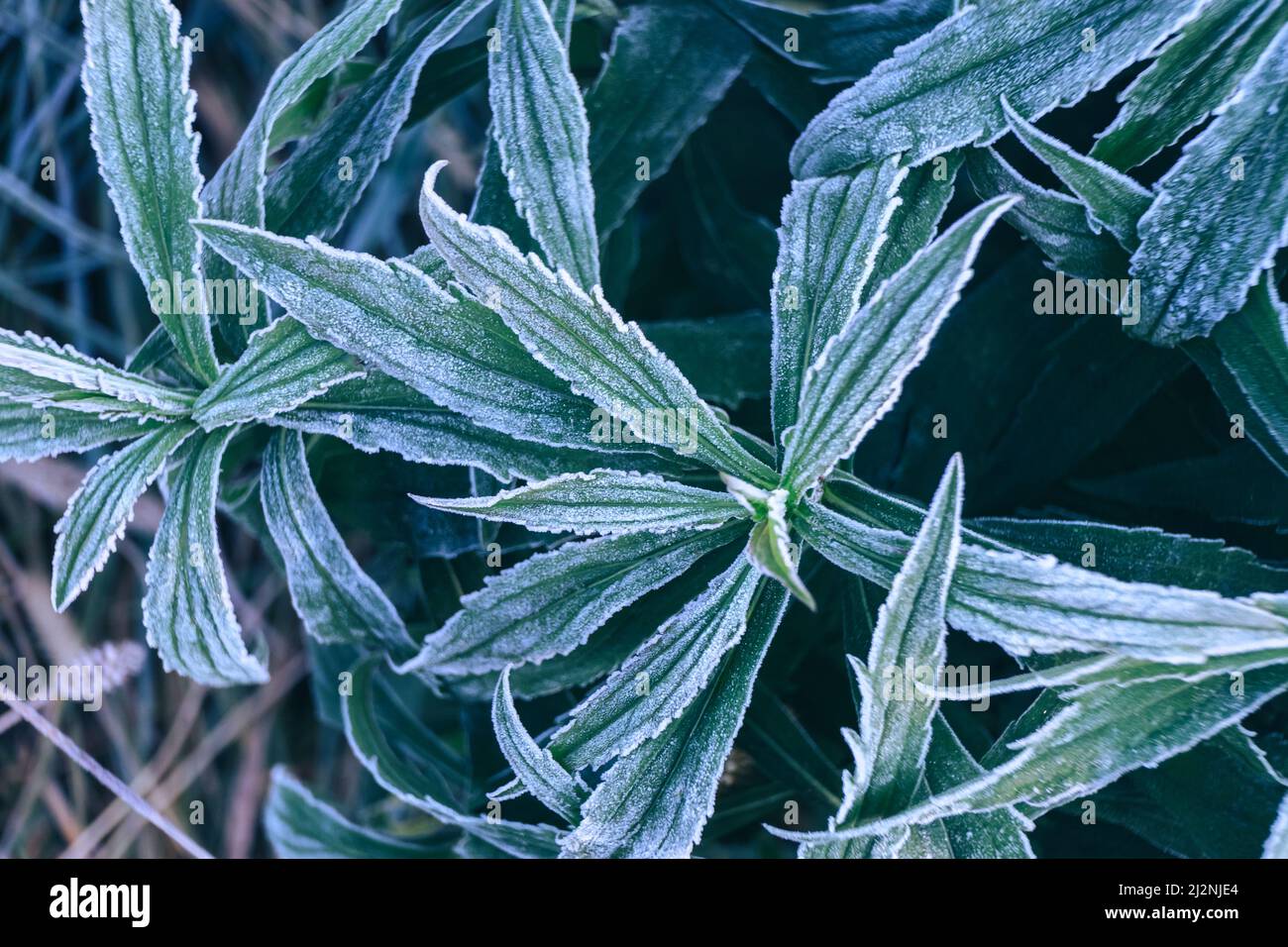 Primo piano bella superficie di pianta ghiacciata sfondo inverno-autunno . Foto Stock