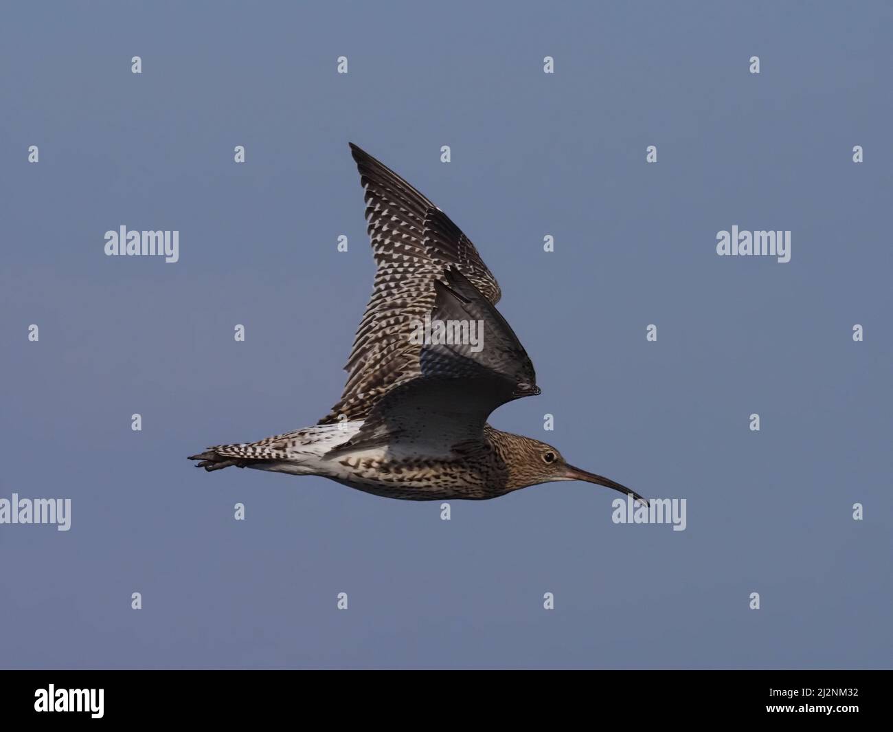 Curlew in volo su Islay dove si riproducono ma possono anche migrare più a nord ! Foto Stock