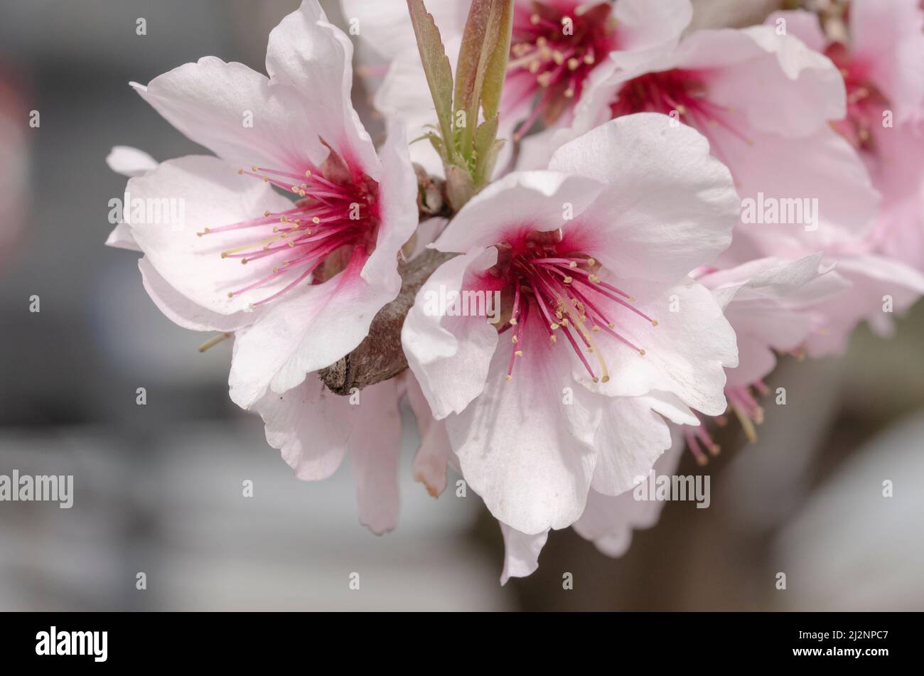 bellissimi fiori di ciliegio Foto Stock