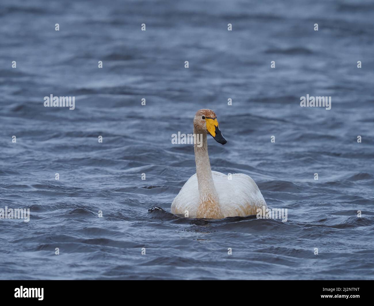 I cigni muti residenti sul lago decise che era tempo per i Wintering Whoopers di tornare a casa per riprodurli e con successo li hanno inseguiti fuori dal lago. Foto Stock