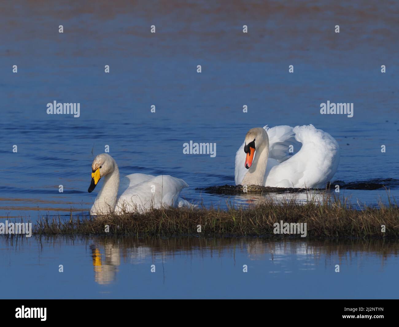 I cigni muti residenti sul lago decise che era tempo per i Wintering Whoopers di tornare a casa per riprodurli e con successo li hanno inseguiti fuori dal lago. Foto Stock