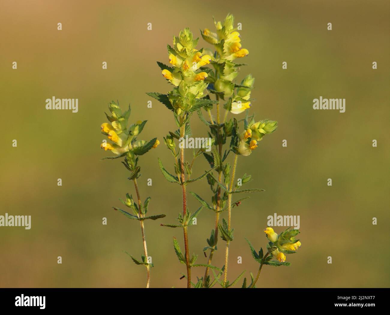 Fiori selvatici di Rattle giallo su un prato. Rhinanthus Foto Stock