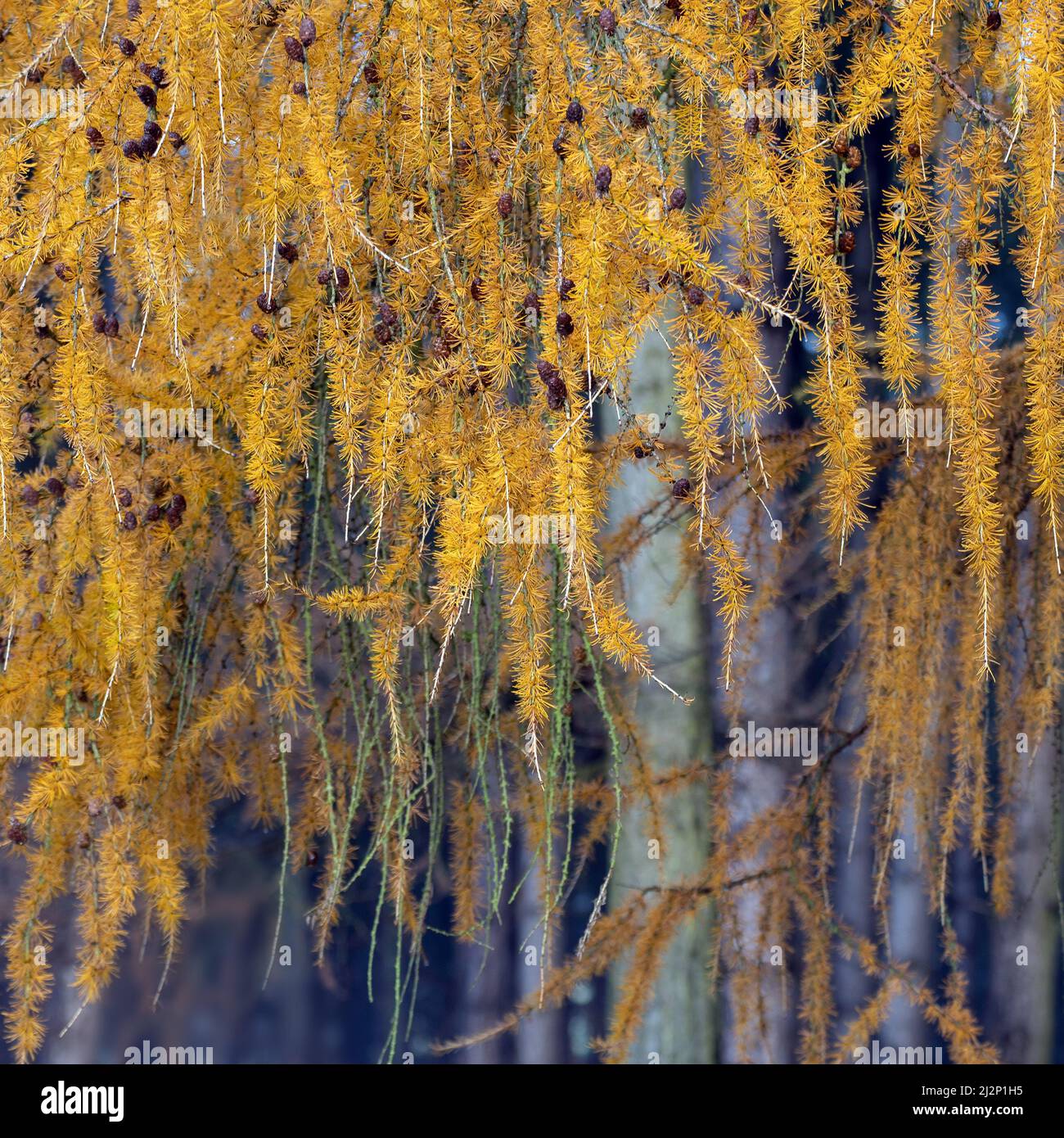 Primo piano di Larice alberi, un albero di conifere nella foresta di Cannock Chase. Il nome latino è Larix occidentalis che mostra un meraviglioso fogliame dorato in Aut Foto Stock