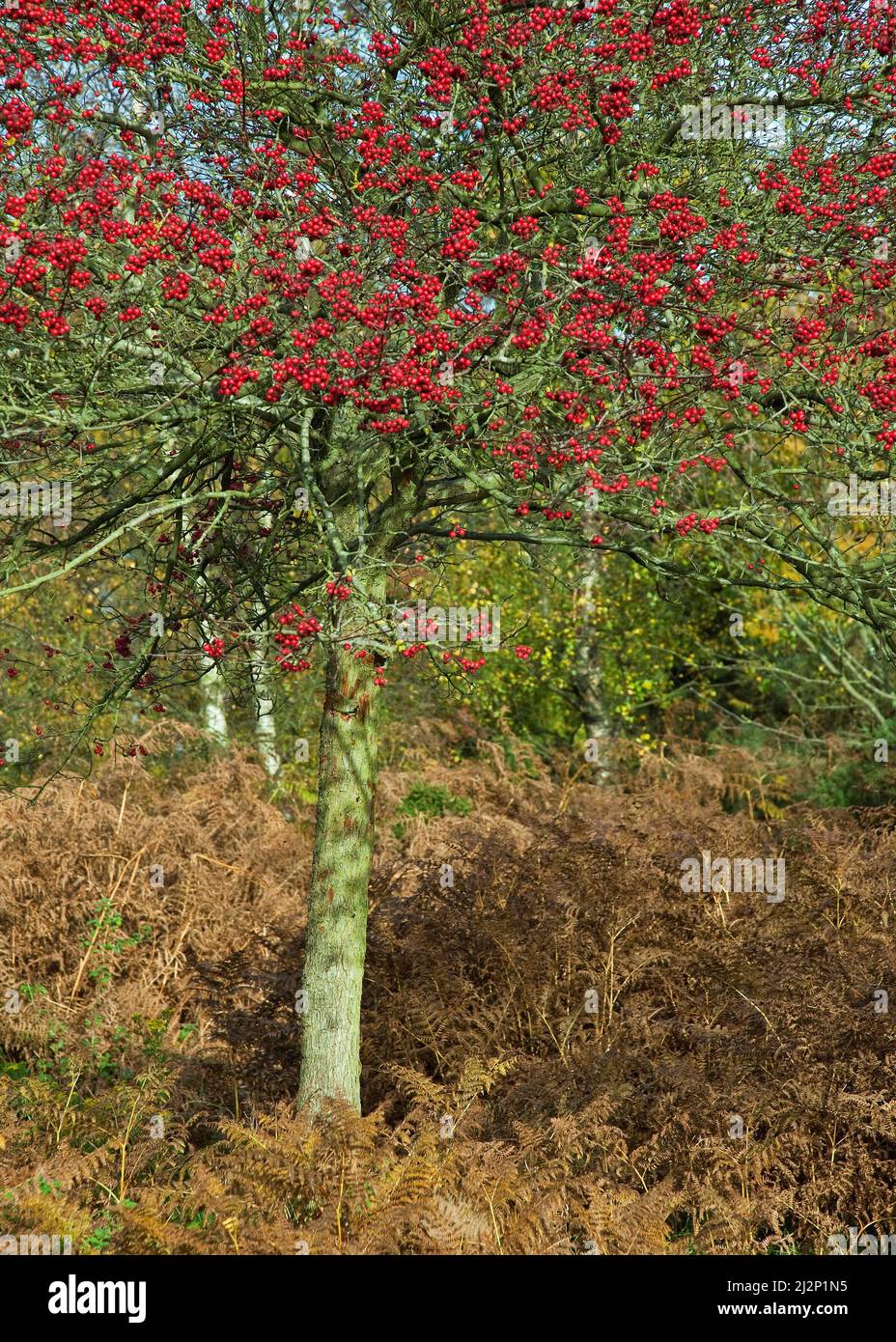 Crataegus monogyna fienate o frutta del biancospino a fine autunno su Cannock Chase AONB (area di straordinaria bellezza naturale) Novembre Staffordshire Foto Stock