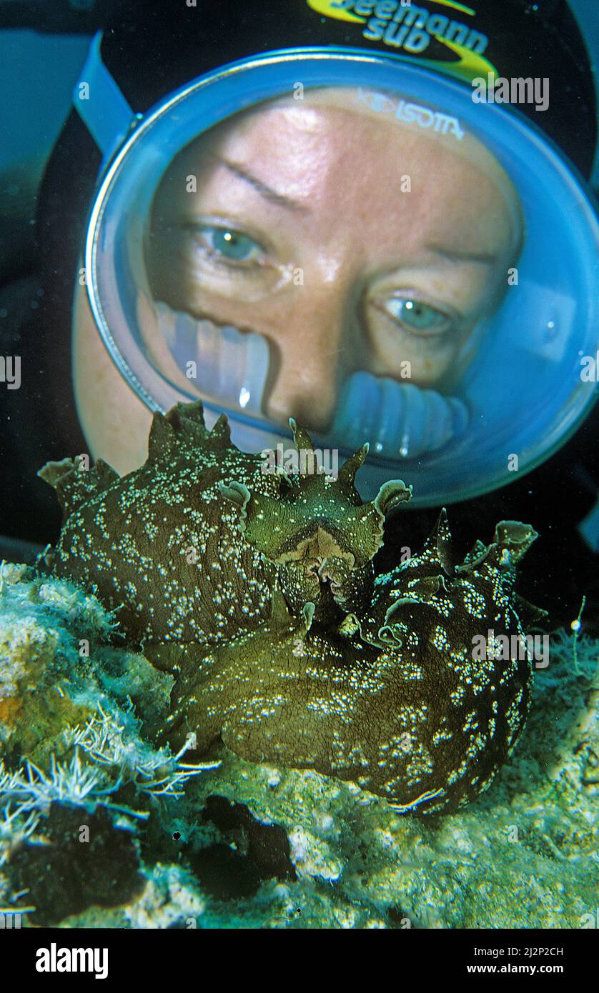 Subacqueo che guarda lepri di mare (Aplysia fasciata), accoppiamento, Kas, Turchia, Mar Mediterraneo Foto Stock