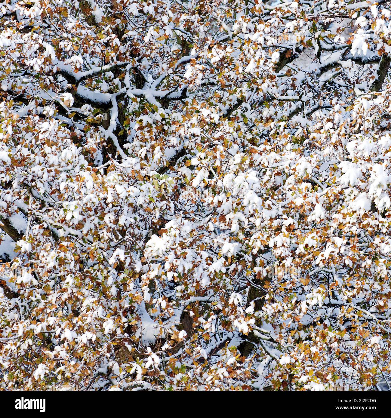 Mature spreading albero di quercia con rami innevati e foglie in inverno su Cannock Chase AONB. Foto Stock