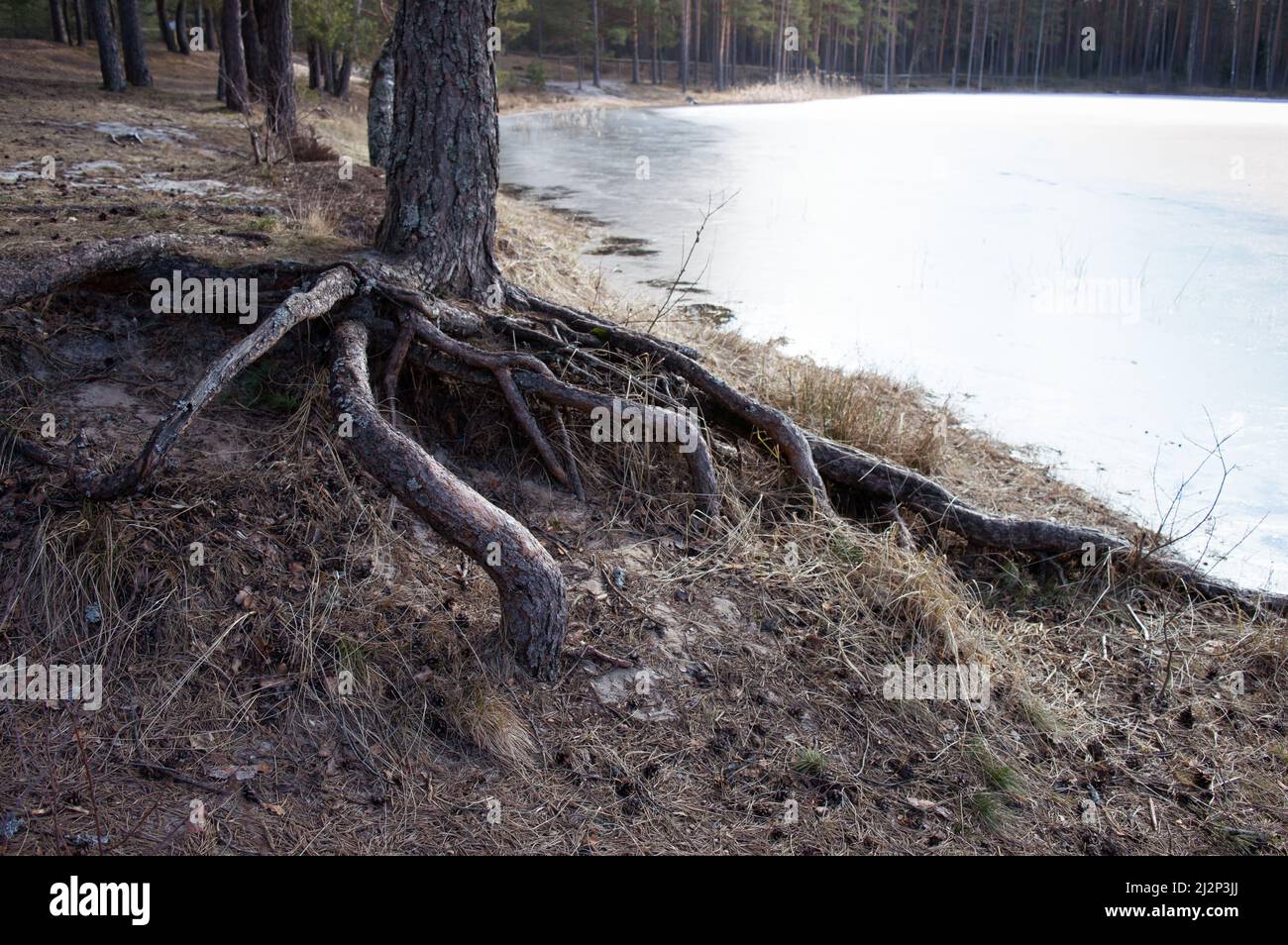 Radici di albero esposte a superficie ad una banca di un lago coperto di ghiaccio Foto Stock