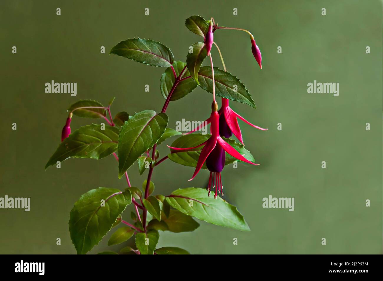 Gruppo rosso appeso fucsia fiori su un ramoscello, Sofia, Bulgaria Foto Stock