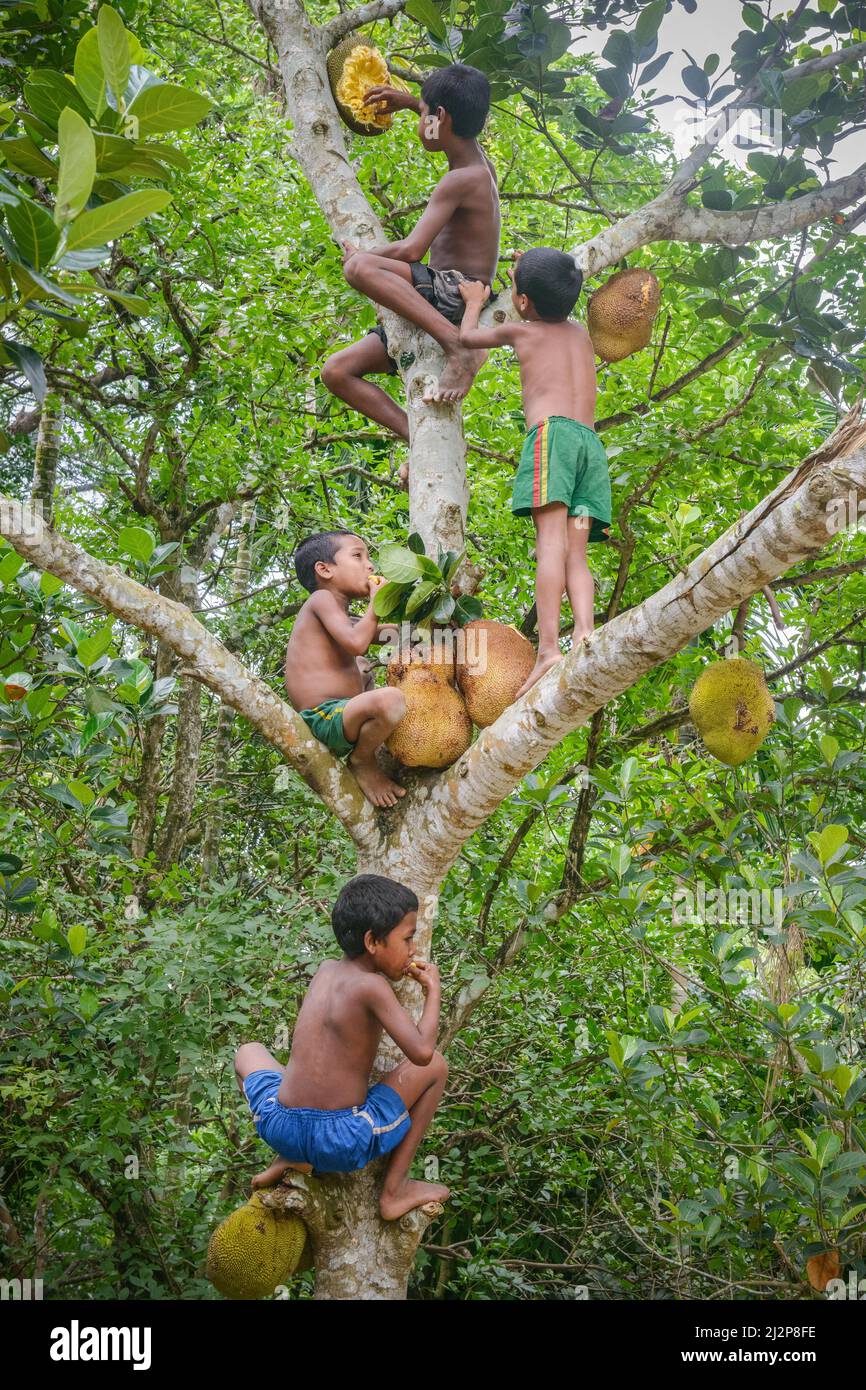 Immagine del Bangladesh Foto Stock