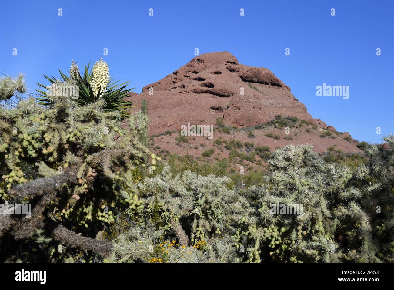 Cactus del deserto dell'Arizona Foto Stock