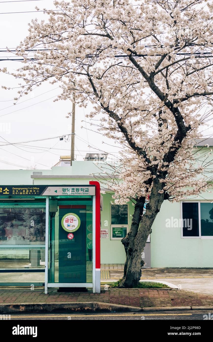 Isola di Jeju, Corea - 30 marzo 2022 : strada dei fiori di ciliegio di Gwangnyeong-ri, fermata dell'autobus Foto Stock