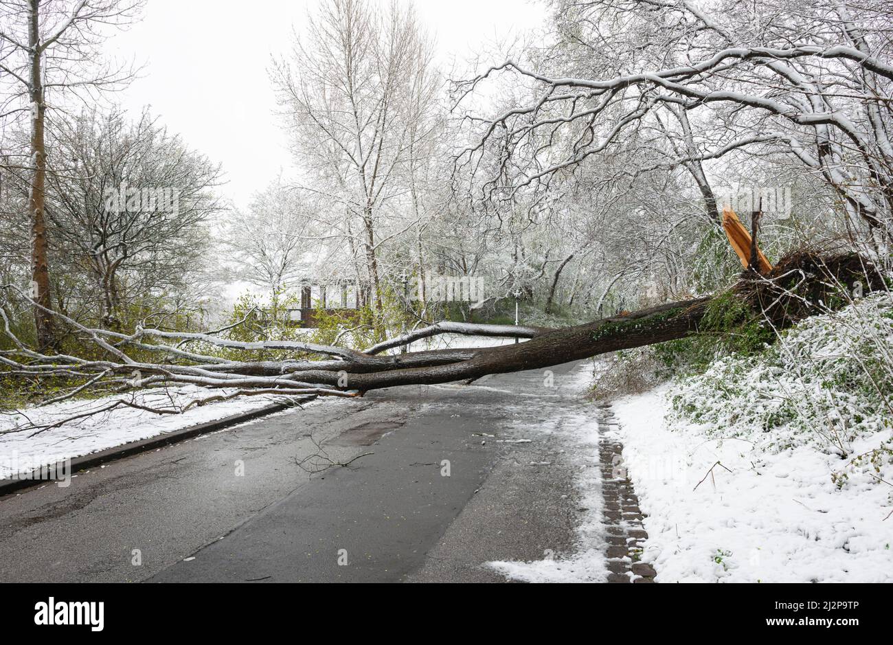 Un albero è stato sradicato durante una tempesta di neve e caduto sopra la strada Foto Stock
