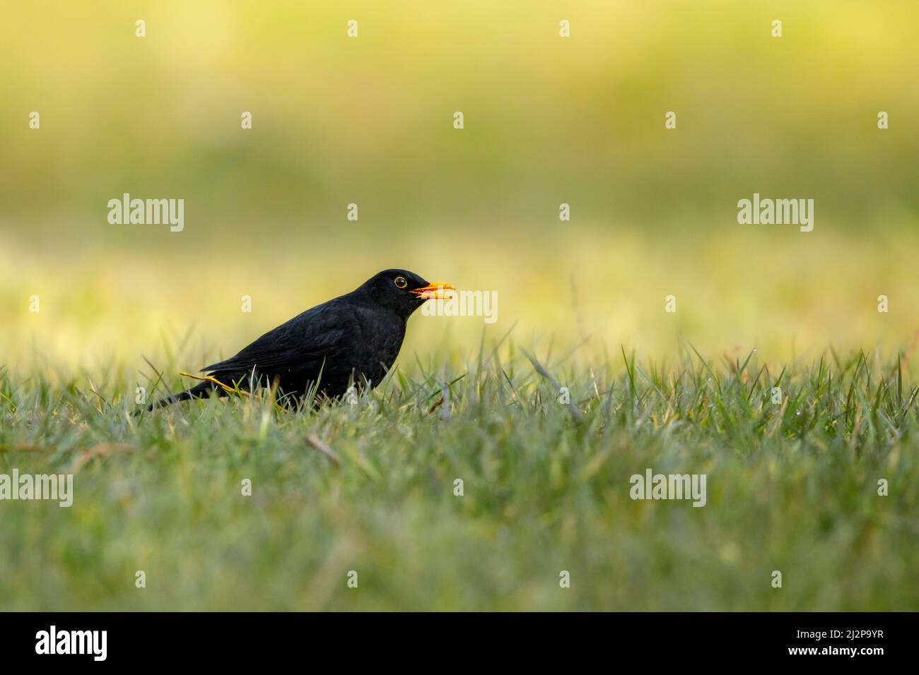 Un uccello nero sull'erba Foto Stock