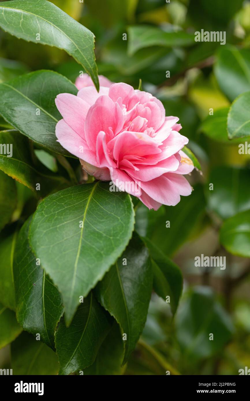 Primo piano di una singola camellia rosa in fiore durante la primavera a Bath Botanical Gardens, Bath, Inghilterra, Regno Unito Foto Stock